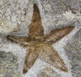 Starfish (Petraster?) & Edrioasteroids - Ordovician #41817-1